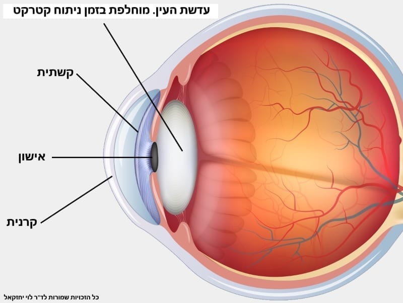 מבנה העין